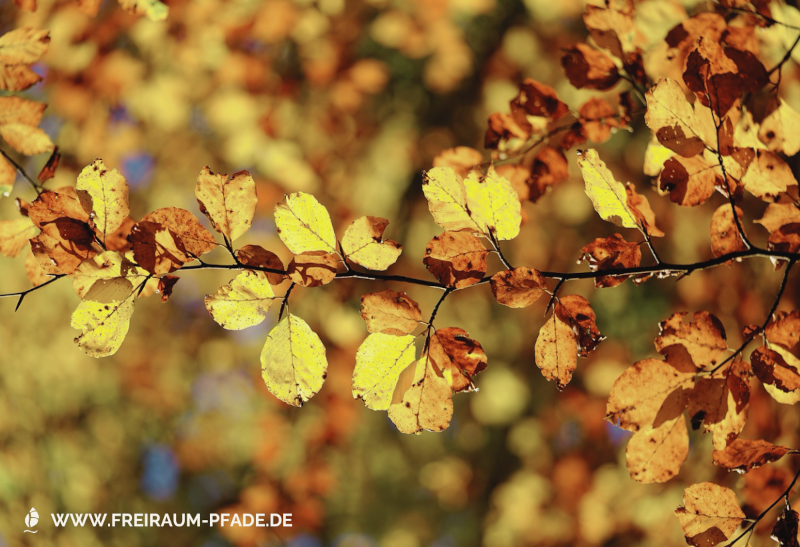 Buchen-Kathedrale - nature writing