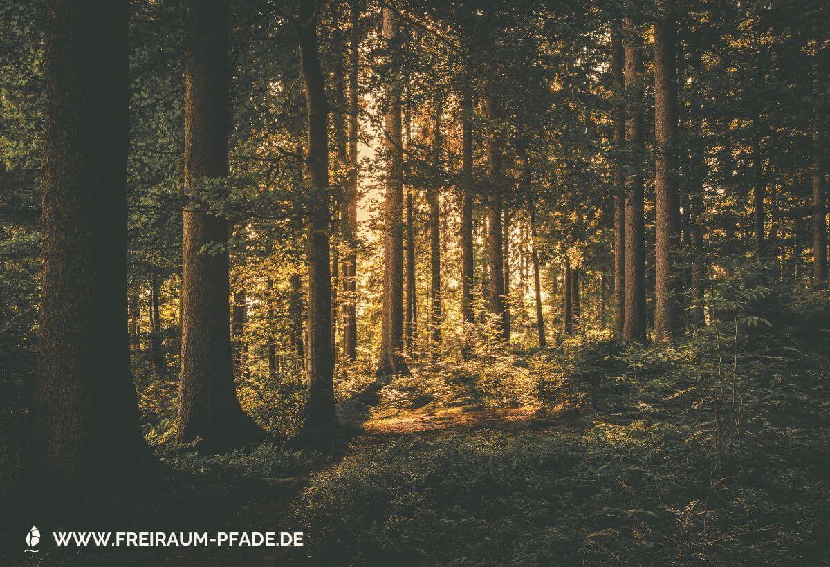 Ein dicht bewachsener, dunkelgrüner Laubwald, mit einer Lichtung in der Mitte, auf die durch die Bäume hindurch goldenes Sonnenlicht fällt.