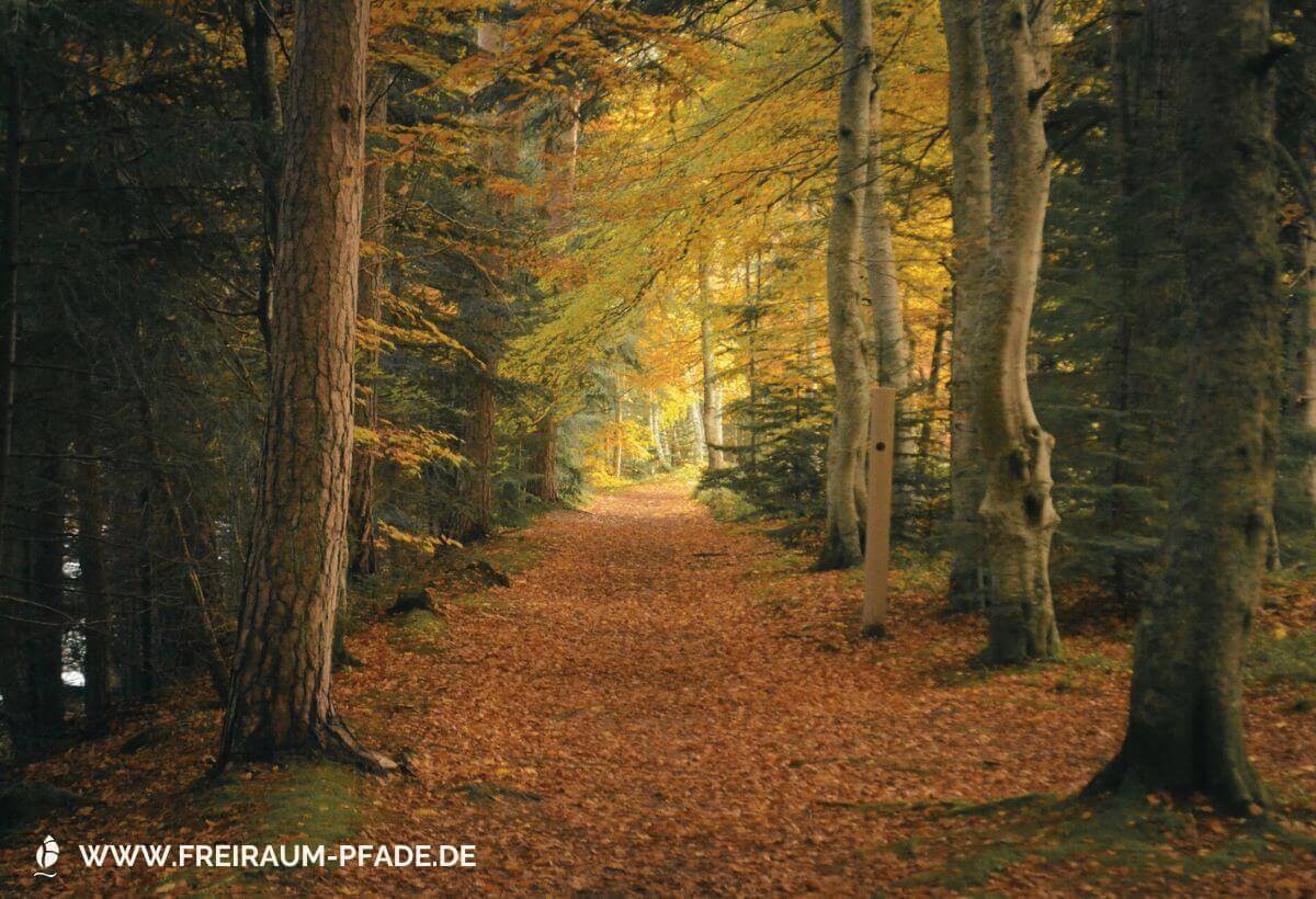 Ein mit braunem Laub bedeckter Waldpfad, der rechts und links von Baumstämmen gesäumt ist und nach hinten hin schmaler wird. Die Bäume tragen herbstlich braun-grünes Laub, vereinzelt stehen dunkelgrüne Tannen dazwischen.