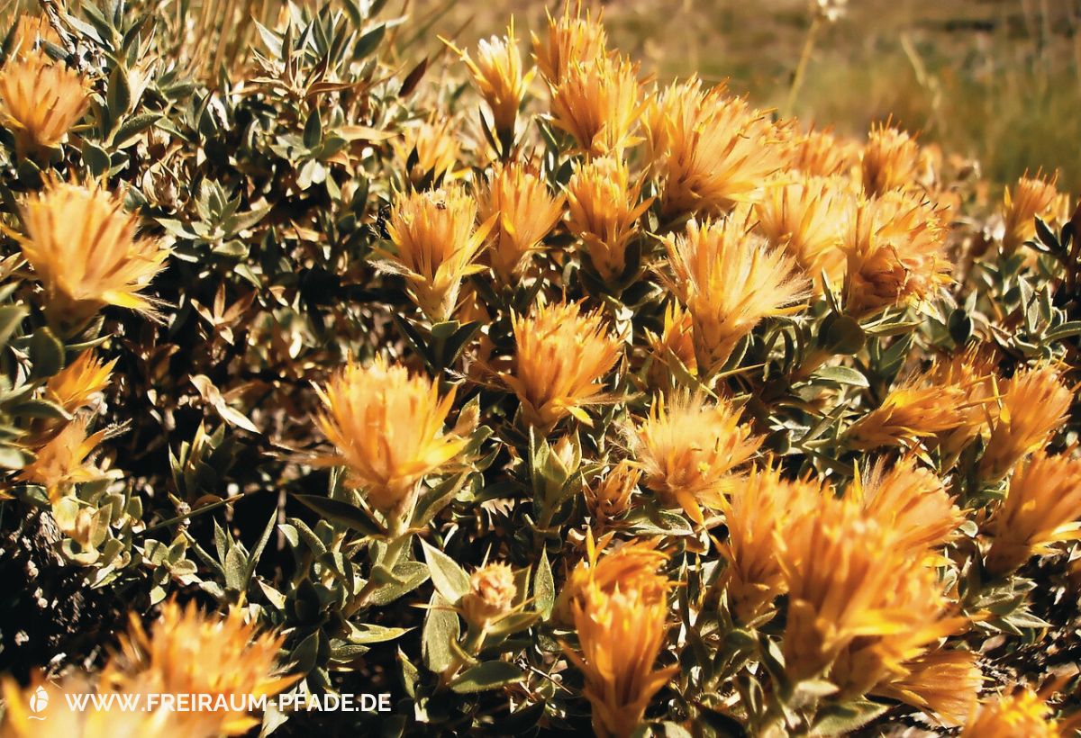 Goldene Blüten in warmem Licht – Symbol für bewusstes Ankommen, nicht einfach nur draußen sein