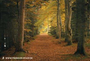 Ein herbstlicher Waldweg voller Laub, umgeben von Bäumen – Symbol für Ruhe, Naturverbindung und stille Schritte zu Dir selbst.