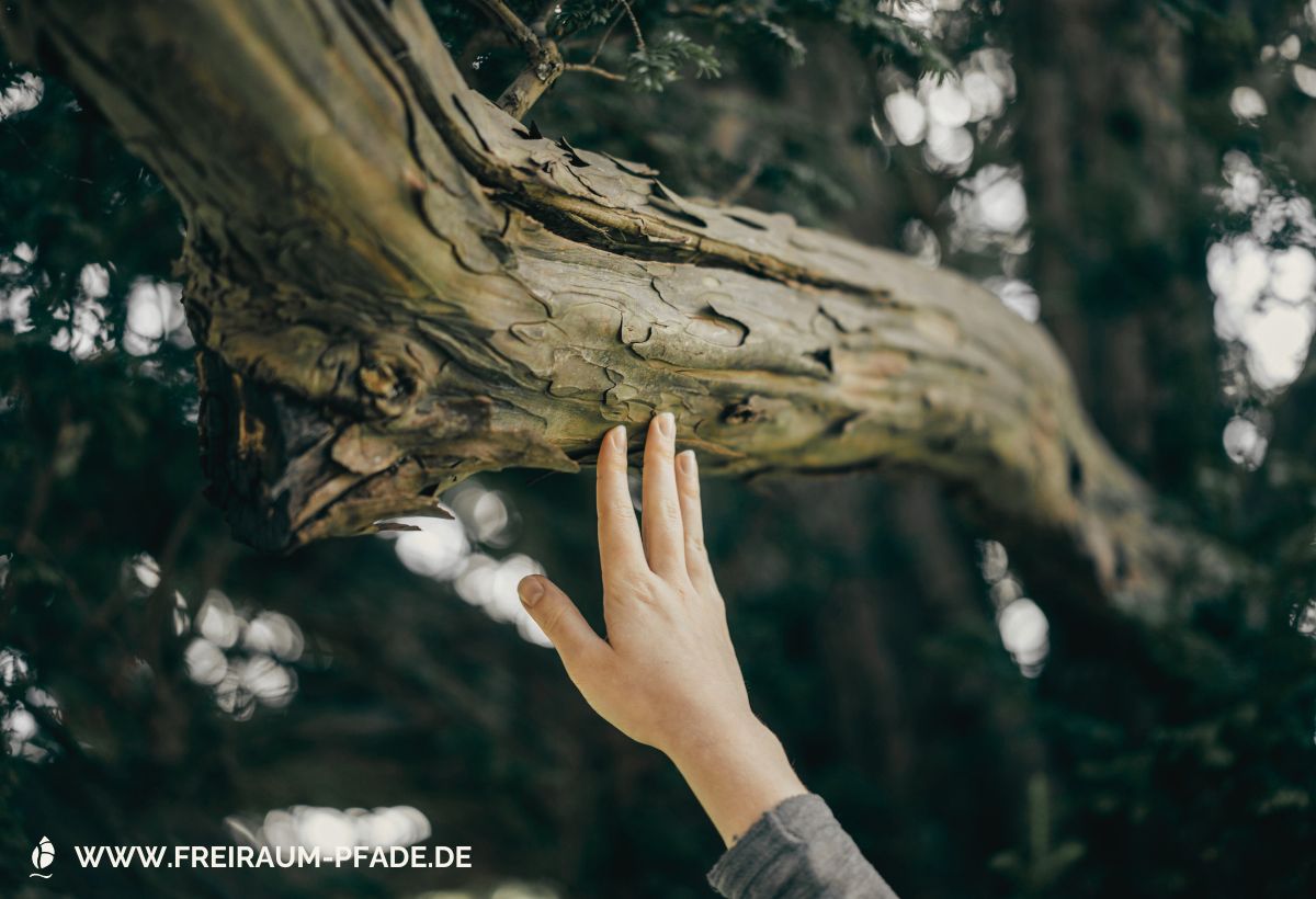 Eine Hand berührt die Rinde eines alten Baumes – Sinnbild für kleine Naturmomente im Alltag