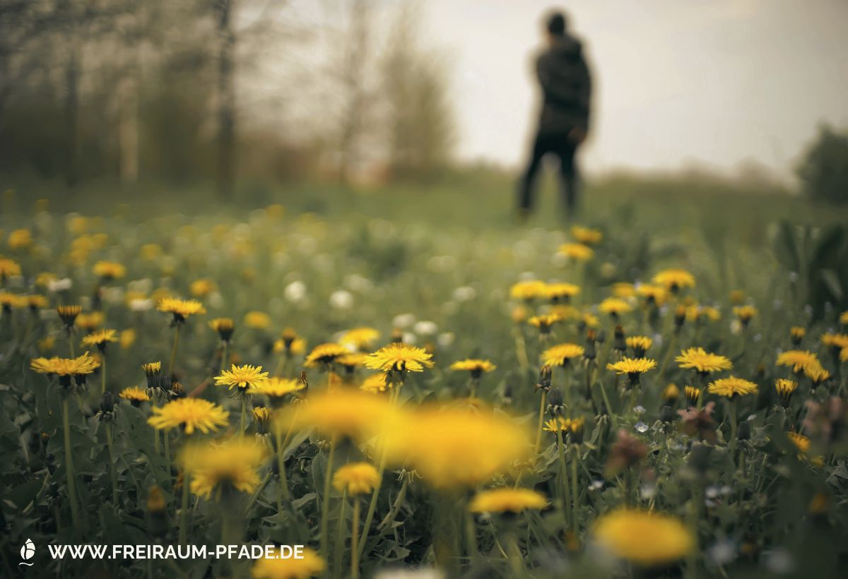 Gelbe Löwenzahnblüten im Vordergrund, im Hintergrund eine gehende Person – Einladung zu bewusstem Flanieren mit Naturwahrnehmung