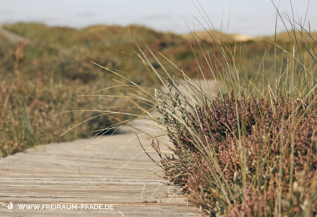 Ein Holzpfad führt durch Dünen und Heidekraut, das Meer schimmert am Horizont – Einladung, Natur bewusst im Alltag zu erleben