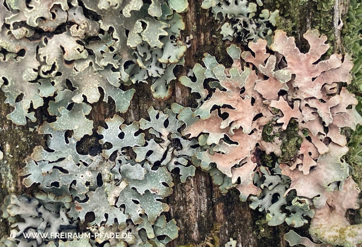 grüne und zartrosa Flechten mit Moos auf Holz – Symbol für bewusstes Entdecken und Wahrnehmen der Natur mit allen Sinnen