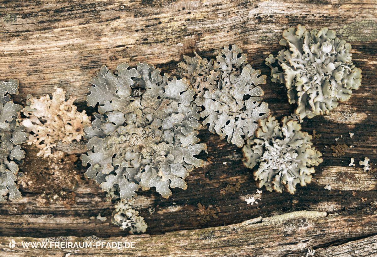 Nahaufnahme von bunten Flechten und Moosen auf wettergegerbtem Holzzaunpfahl - die verborgenen Farben des Winters