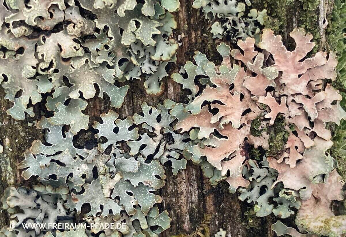 Natur mit allen Sinnen erleben und eine Verbindung zur Natur schaffen grüne und zartrosa Flechten mit Moos auf verwittertem Holz