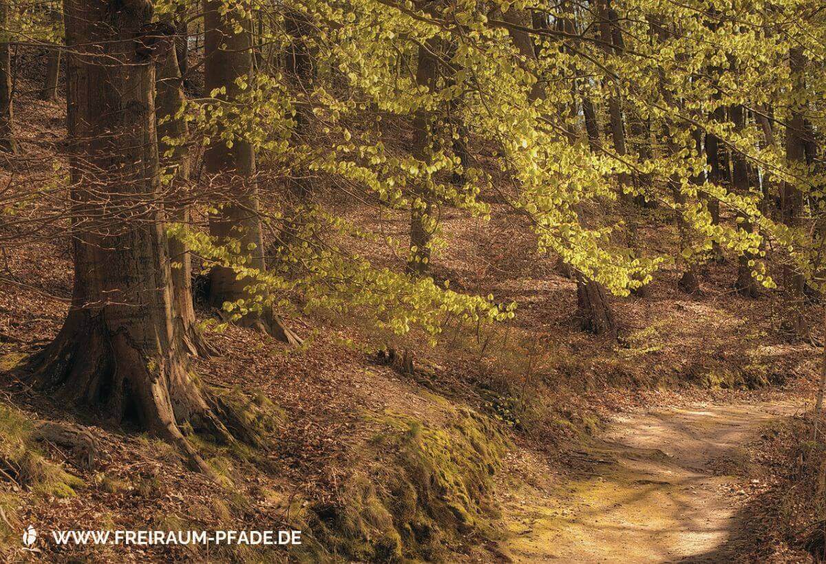 Pfade zu Dir selbst – für innere Orientierung und Ausrichtung ein sandiger Waldweg unter frischen, hellgrünen Frühlingsblättern